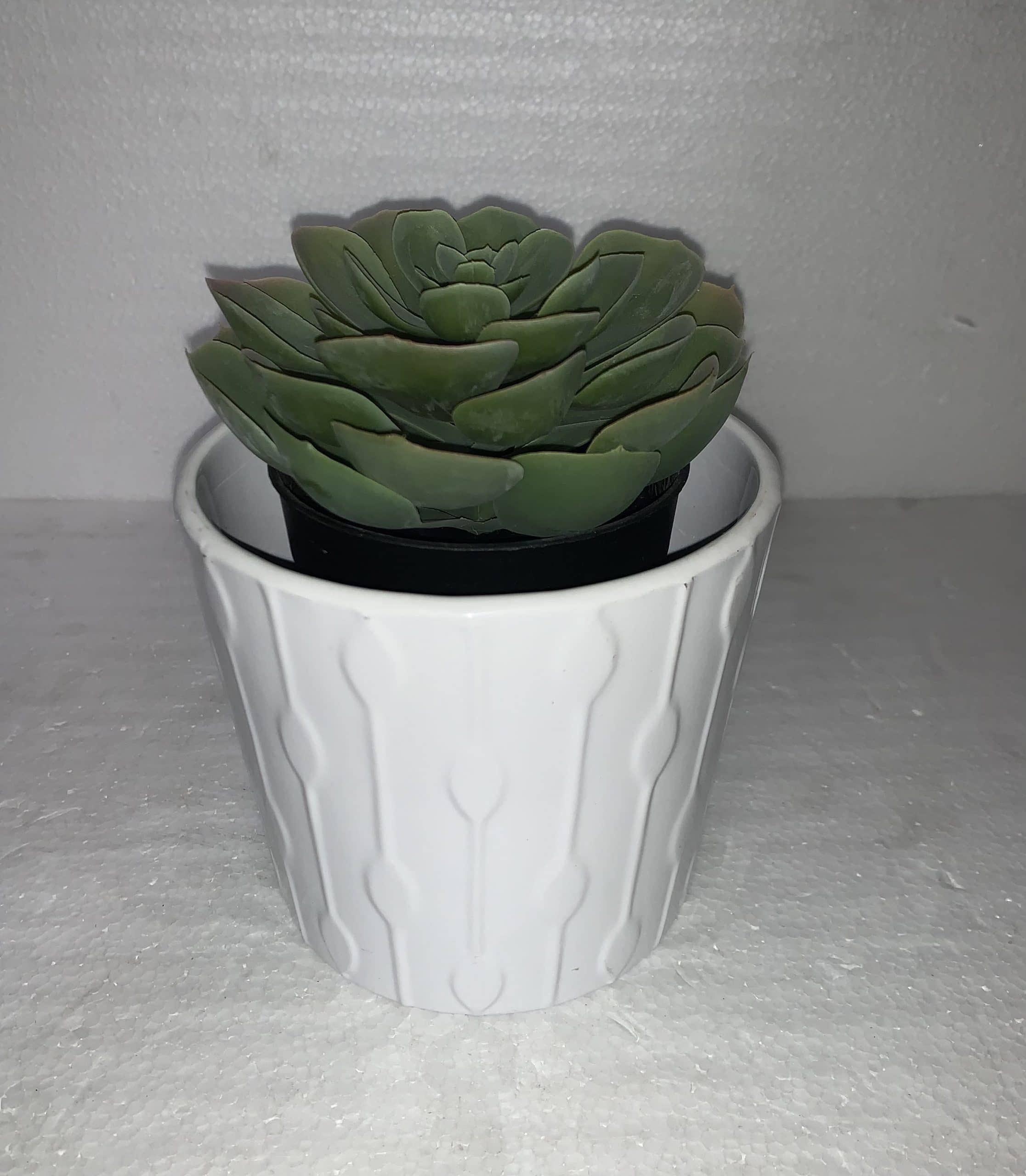 Succulent in White Diamond Pot 5"