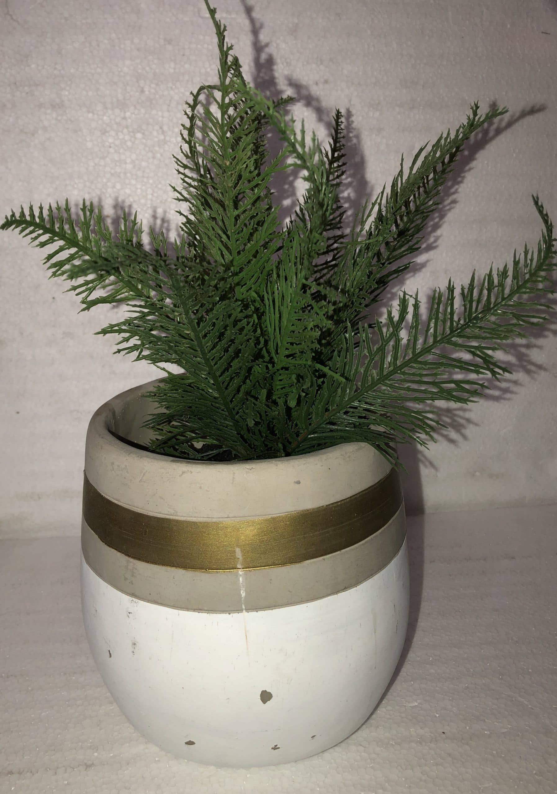 Asorted green in Multicolor Pot 6"