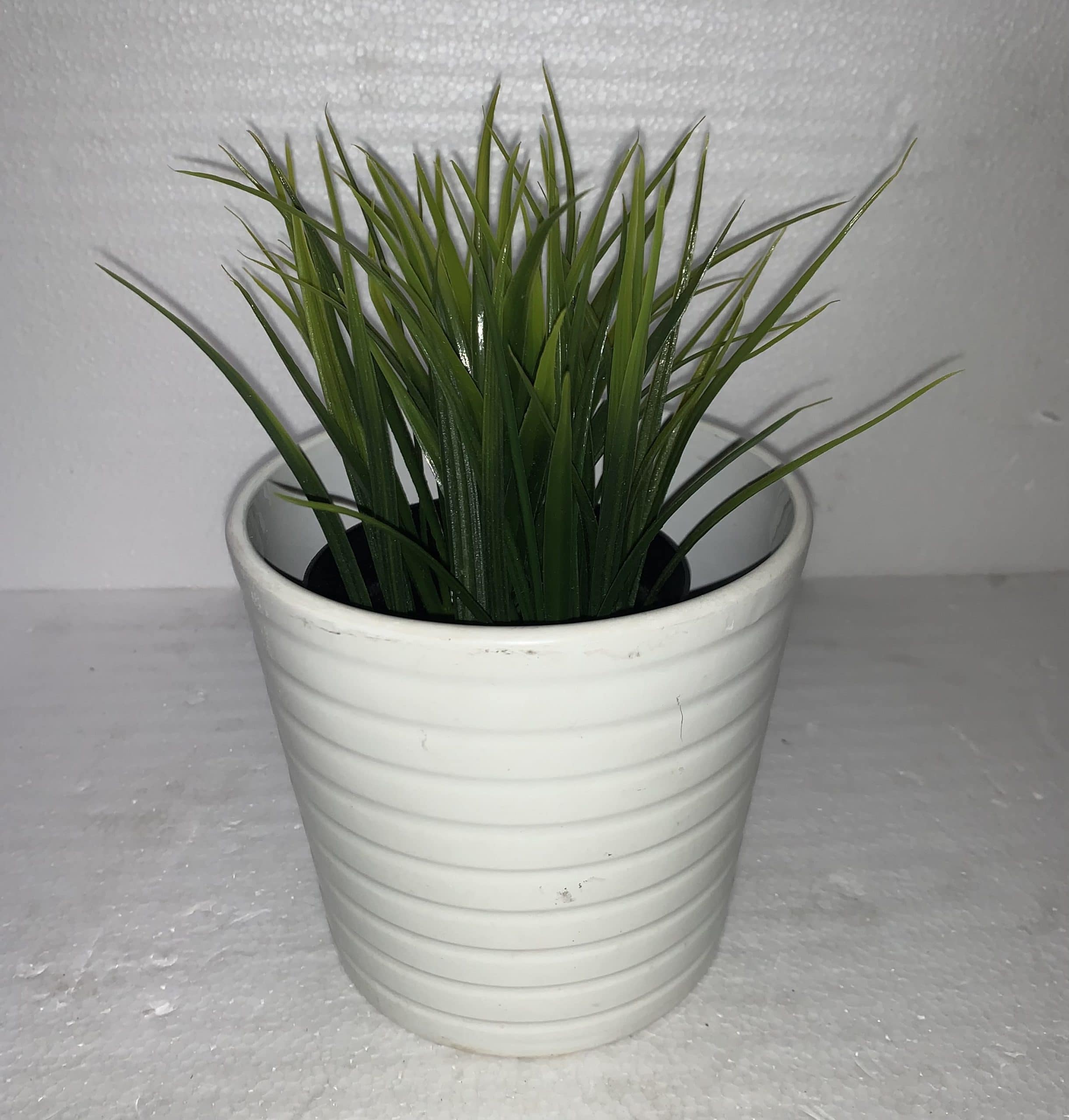 Assorted Green in White  Horizontal Lines Pot III 6"