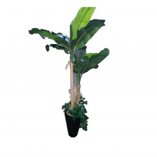Black Base Banana Tree 6"