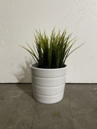 Assorted Green in White 3 Lines Pot 4.5"
