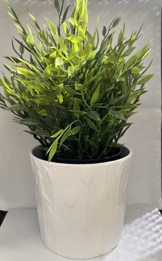 Assorted Green in White Diamond Pot 5″