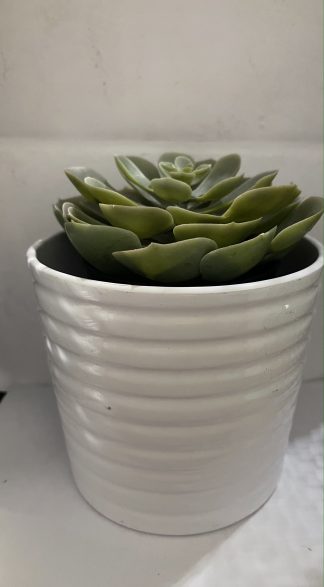 Succulent in White Horizontal Lines Pot III 6″