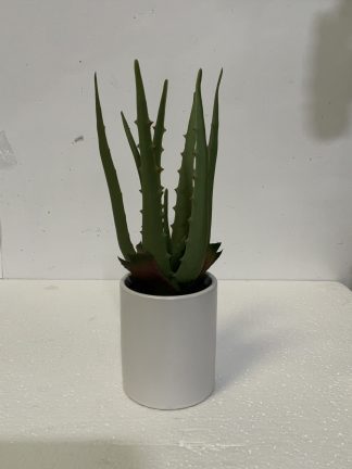 Aloe in White Pot I 11”