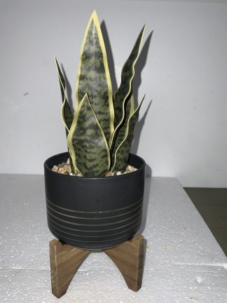 Faux Potted Snake Plant Black & Gold Pot on Wood Stand 12”