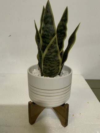 Faux Potted Snake Plant in Beige & Gold Pot on Wood Stand 12”