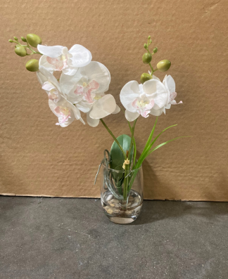 White & Blush Orchid in Glass Cup 3x12"