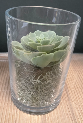 Succulent in Excel Clear Glass Cylinder 5x7