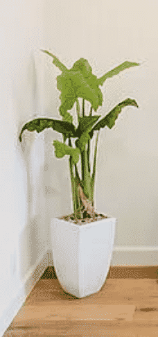 Banana w/ White Base Tree